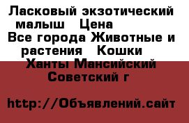 Ласковый экзотический малыш › Цена ­ 25 000 - Все города Животные и растения » Кошки   . Ханты-Мансийский,Советский г.